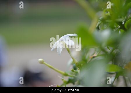 Close up shot of jasmine (Jasminum auriculatum) in a plant Stock Photo