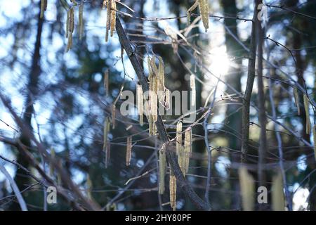 Close-up shot of common hazel plant growing on the tree in the forest in bright sunlight Stock Photo