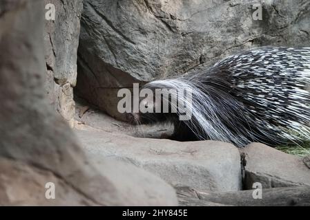 Shallow focus shot of a porcupine walking on rocks in its enclosure during daytime at the zoo Stock Photo
