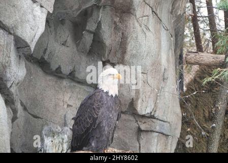 Shallow focus shot of a bald eagle perched on rocks during daytime in the aviary at the zoo Stock Photo