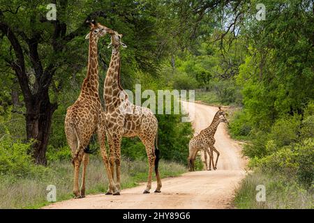 Couple of cute kissing giraffes on a trail surrounded by lush green nature Stock Photo