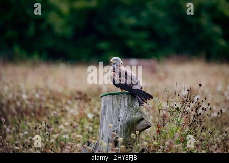 Shallow focus shot of a red kite bird perched on a cutted tree trunk during daytime Stock Photo