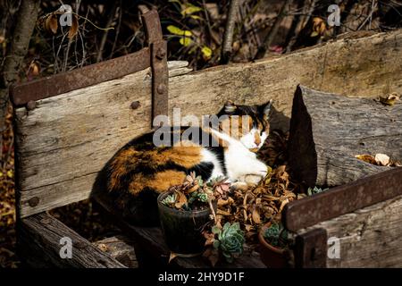 Cat asleep in wheelbarrow Stock Photo