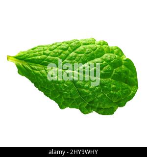 Isolated Mint leaf. Fresh mint on white background. Stock Photo