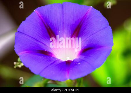 A morning glory in full bloom. Stock Photo