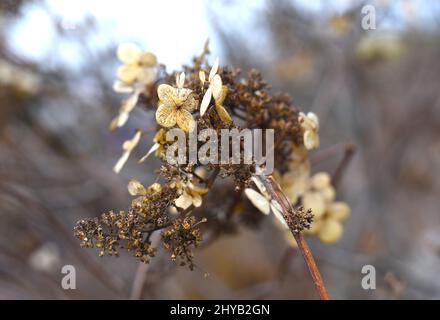 Dried Hydrangea paniculata branch on brown background Stock Photo