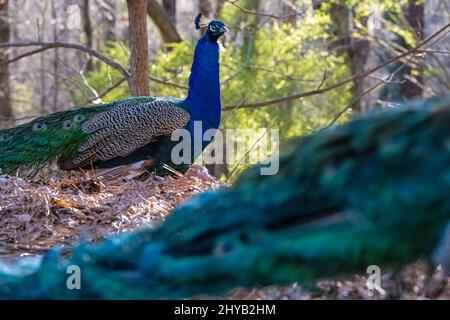 Beautiful Indian Peacocks at the Yellow River Wildlife Sanctuary in Lilburn, Georgia, just east of Atlanta. (USA) Stock Photo