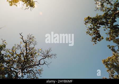 Bottom up view of lush green foliage of tropical trees with morning sun. Tree branches and leaves against blue sky. Stock Photo
