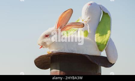 Easter bunny magician with plush toy rabbit. Stock Photo