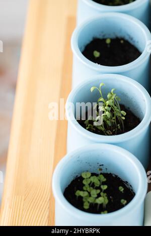 Microgreens grown on the windowsill in jars. The concept of vitamins in the spring and home garden. Top view. Stock Photo