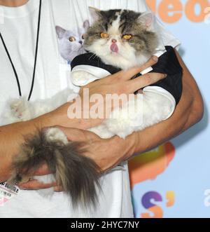 Grumpy Cat arrives at the Kids' Choice Awards 2017 - Arrivals held at ...