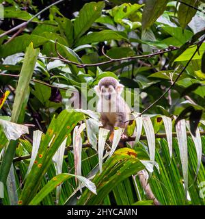 Ecuadorian squirrel monkey on top of a tree in the Amazon rainforest Stock Photo