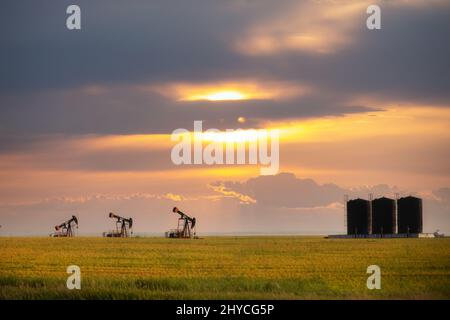 Three crude oil pump jacks and storage tanks in a canola field in a summer countryside landscape Stock Photo