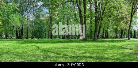 picturesque park landscape with large trees and green glade. panoramic view at sunny spring day. Stock Photo