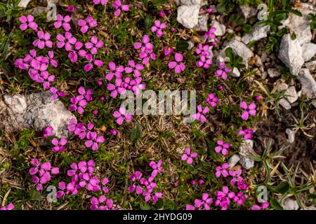 Silene acaulis flower growing in mountains Stock Photo