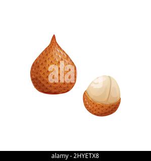 Salak isolated cartoon exotic tropical fruit. Vector Salacca zalacca whole and peeled edible pulp, snake fruit with reddish-brown scaly skin. Java and Sumatra in Indonesia food crop. Salak pondoh Stock Vector