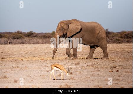 A giant solitary male African Elephant -loxodonta Africana- walking on the plains of Etosha National Park, Namibia. Stock Photo