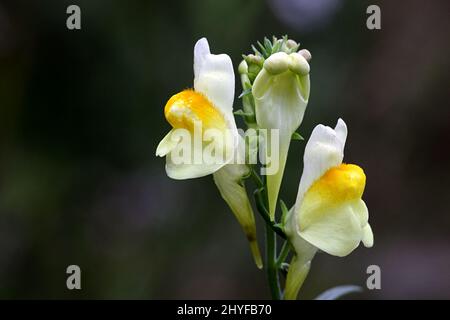 Common toadflax, Linaria vulgaris, known also as  yellow toadflax or butter-and-eggs Stock Photo