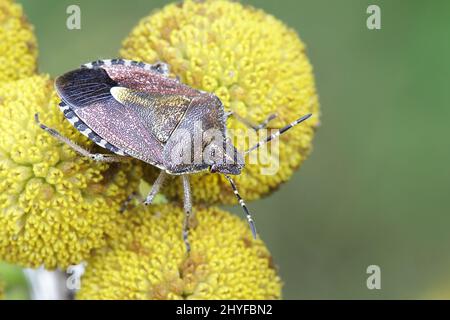 Sloe Bug, Dolycoris baccarum Stock Photo