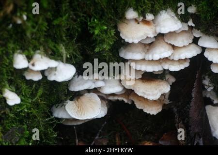 Crepidotus versutus, known as evasive agaric, wild mushroom from Finland Stock Photo