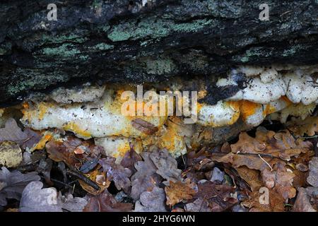 Hypomyces aurantius, known as Orange Polypore Mould, parasitic on Hericium cirrhatum, known as Tiered Tooth Fungus Stock Photo