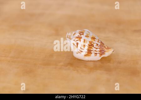 Selective focus of a seashell on beige background. Stock Photo