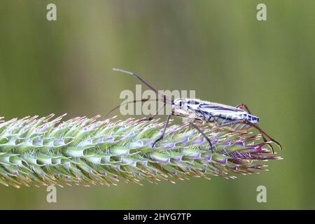 Meadow plant bug, Leptopterna dolabrata, and meadow cat's tail, Phleum pratense Stock Photo