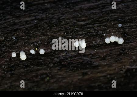 Comatricha nigra, a plasmodial slime mold, sporangia on spruce log in Finland Stock Photo