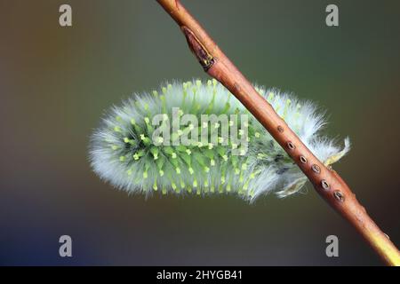 Flowering willow. Beautiful catkin of Tea-leaved Willow (Salix phylicifolia). First signs of spring in Finland. Stock Photo