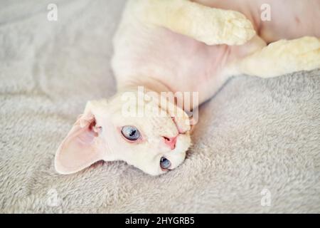 Sphynx Devon Rex cat close-up. Portrait of a pet. Stock Photo