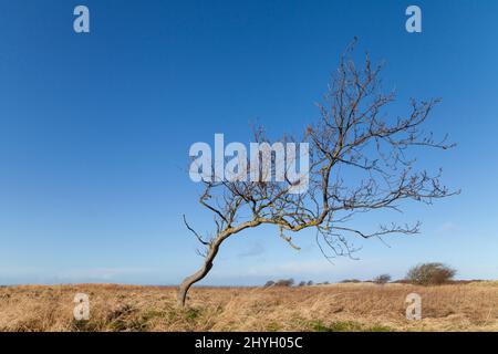 A windblown tree in Aberlady Bay Nature Reserve Stock Photo