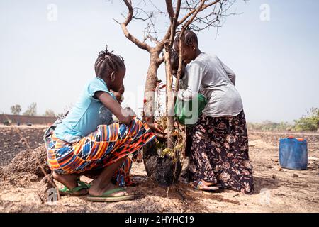 Brave little West African girls on a barren farmland trying to save a dying tree by pouring water over it; water scarcity concept; world water day Stock Photo