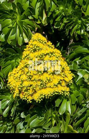 Sydney Australia yellow flower head of an aeonium arboreum against glossy green leaves