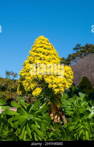 Sydney Australia, yellow flower head of an aeonium arboreum against a blue sky