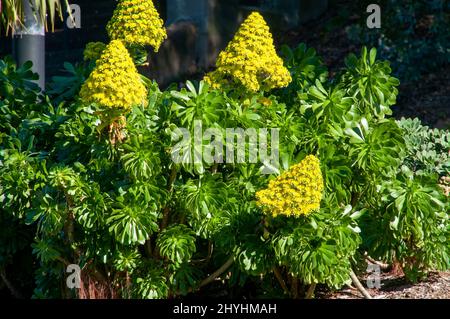 Sydney Australia, yellow flowers of an aeonium arboreum native to the Canary Islands