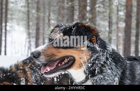 Cute dog head with snowy fur. Stock Photo