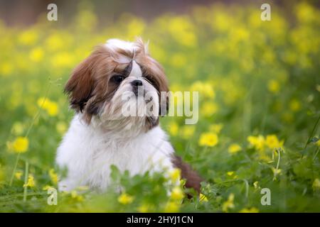 A cute Shih Tzu puppy sitting in a field of yellow clover flowers. Stock Photo