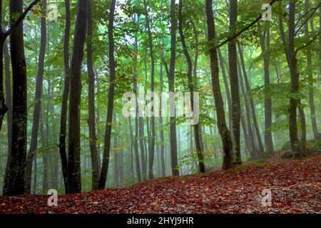 View inside of the foggy forest on the trees. Scenic foggy landscape Stock Photo