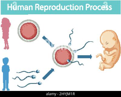 Reprouction Process Human Reproduction process infographic illustration Stock Vector Image ...