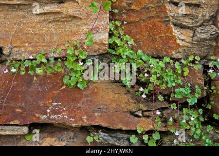 Flowering plant on stone wall, Ouro Preto, Brazil Stock Photo