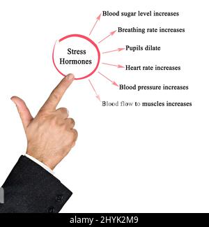 Six Effects of Stress Hormones Stock Photo - Alamy