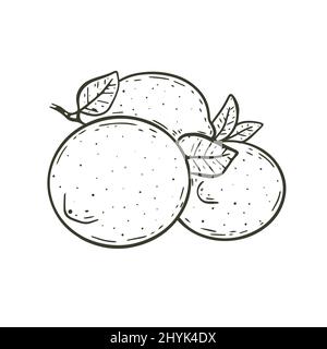 Several whole lemons hand engraved. Sketch citrus fruits with leaves isolated object. Healthy organic food vintage illustration Stock Vector