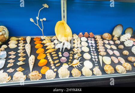 A collection of seashells on display at the Historic Whaling Station Museum, near Albany, Western Australia, WA, Australia Stock Photo
