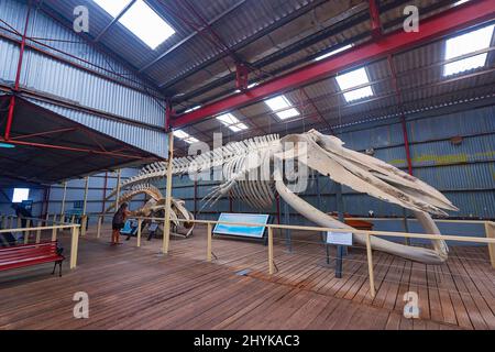 Skeleton of a Pygmy Blue Whale (Balaenoptera musculus brevicauda) on display at the Historic Whaling Station Museum, Frenchman Bay, near Albany, Weste Stock Photo
