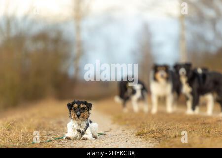 small pretty rough haired Jack Russell Terrier together with a group of obedient Border Collies outdoor active in the season winter without snow Stock Photo