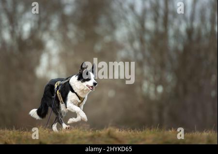 fast cute border collie is running with his drag line across a meadow in snowless winter from blurred forest background Stock Photo