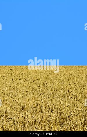 Yellow wheat field with a clear blue sky, representing the colours of the Ukrainian flag.  Ukraine is nicknamed the 'bread basket of Europe' Stock Photo