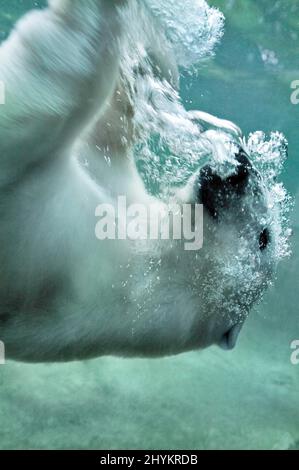 Zoo Hellabrunn, polar bear diving lying on its back, Munich, Germany Stock Photo