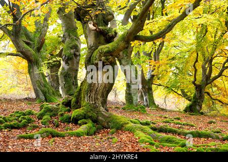 Knotty copper beech (Fagus sylvatica), Wood pasture beech, roots covered with moss, Hesse, Germany Stock Photo