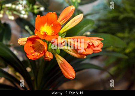 Clivia miniata Natal lily Bush Lily. Stock Photo